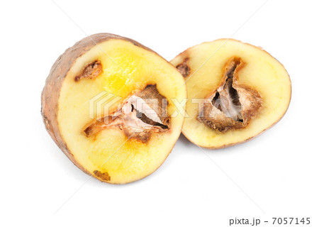 Potatoes infected with fungal disease 7057145