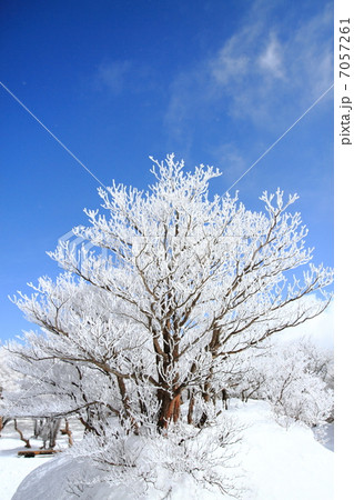 樹氷 7057261
