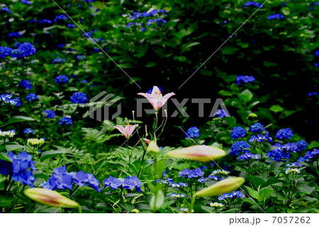 ゆり ゆり 7057262