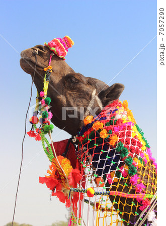 decorated camel during festival in Pushkar India 7057290