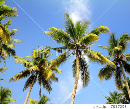 palms under blue sky 7057293