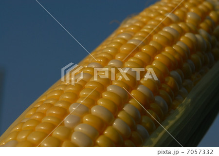 もぎ立てのトウモロコシ 7057332