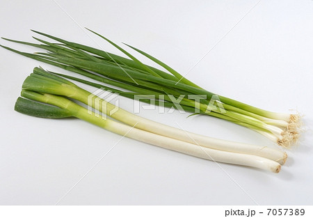 ネギ二種類の写真素材