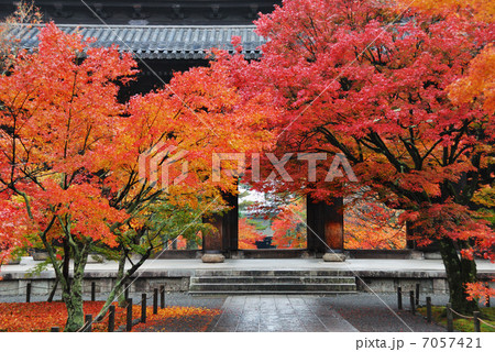 京都紅葉 7057421