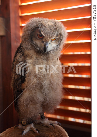 ミミズク ふくろう 猛禽類 ベンガルワシミミズク 雛 ミミズク ふくろう 猛禽類 ベンガルワシミミズク 雛 7057518