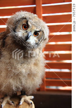 ミミズク ふくろう 猛禽類 ベンガルワシミミズク 雛 ミミズク ふくろう 猛禽類 ベンガルワシミミズク 雛 7057519