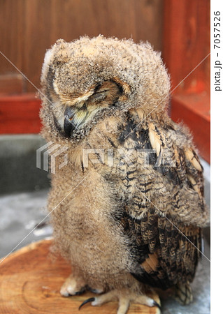 睡眠 ミミズク ふくろう 猛禽類 ベンガルワシミミズク 雛 眠る 睡眠 ミミズク ふくろう 猛禽類 ベンガルワシミミズク 雛 眠る 7057526