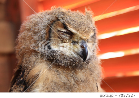 睡眠 ミミズク ふくろう 猛禽類 ベンガルワシミミズク 雛 眠る 睡眠 ミミズク ふくろう 猛禽類 ベンガルワシミミズク 雛 眠る 7057527