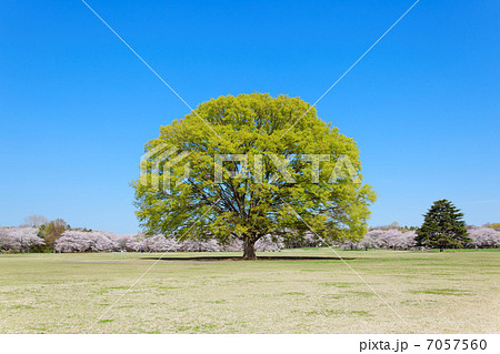 昭和記念公園の広場の大きな欅の木と満開の桜の写真素材 [7057560] - PIXTA