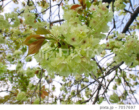 ウコン桜 ウコン桜 7057697
