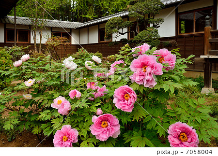 野田散歩・慈光山金乗院　境内のボタン 7058004