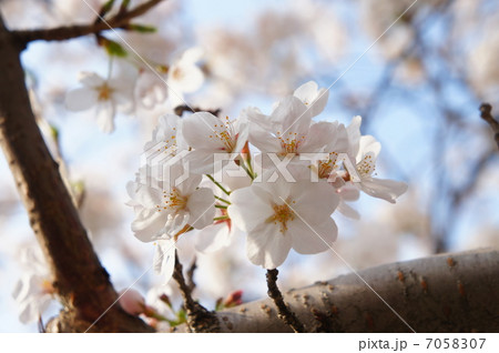 花、桜、春、満開、成長、子供、家族、青春、思い出、恋愛、恋、お花見、飲み会、ビジネス、期待、仕事 7058307