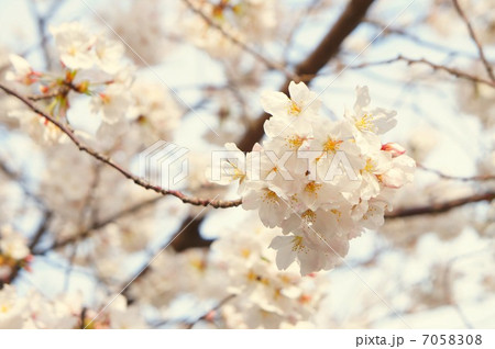 花、桜、春、満開、成長、子供、家族、青春、思い出、恋愛、恋、お花見、飲み会、ビジネス、期待、仕事 7058308