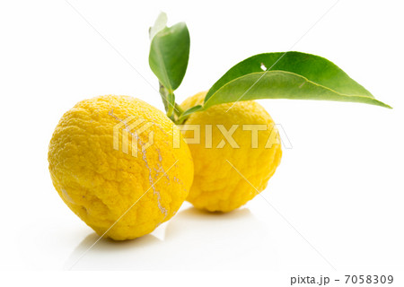 美味しい柚子　白背景 7058309