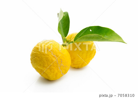 葉がついた柚子　白背景 7058310