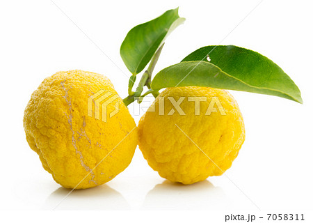 ユズ2つ　白背景 7058311