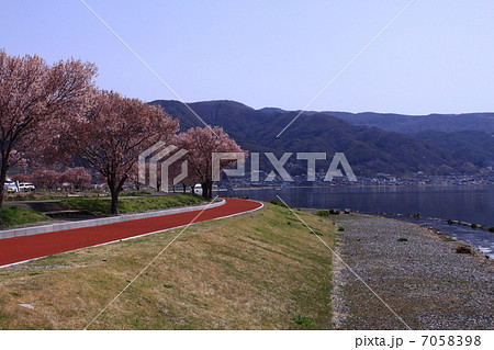 諏訪湖畔の桜並木 諏訪湖畔の桜並木 7058398