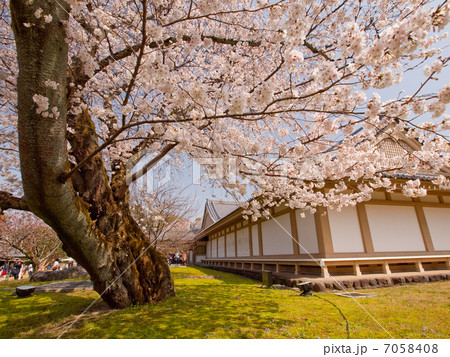 醍醐寺の桜 醍醐寺の桜 7058408