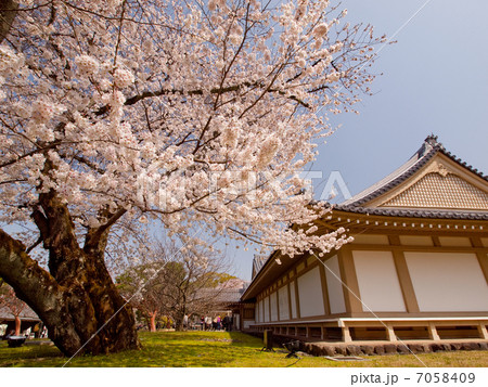 醍醐寺の桜 醍醐寺の桜 7058409