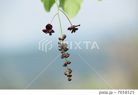 三つ葉アケビの花 7058525