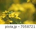 菜の花 7058721
