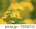 菜の花 7058722