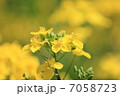 菜の花 7058723