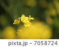 菜の花 7058724