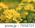 菜の花 7058725