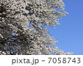桜 7058743