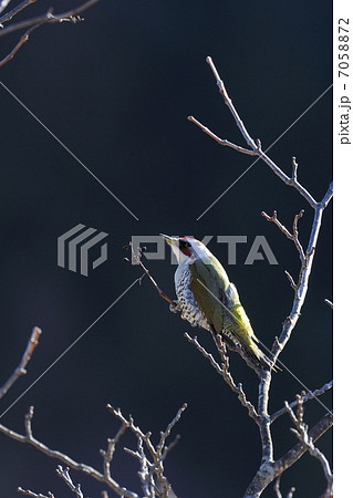 アオゲラ アオゲラ 7058872