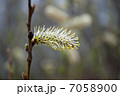 one blossom pussy willow stamen closeup 7058900