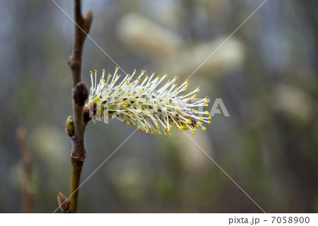 one blossom pussy willow stamen closeup one blossom pussy willow stamen closeup 7058900