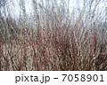 Dense Bushes Pussy Willow Forest 7058901