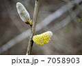 two pussy willow blossom 7058903