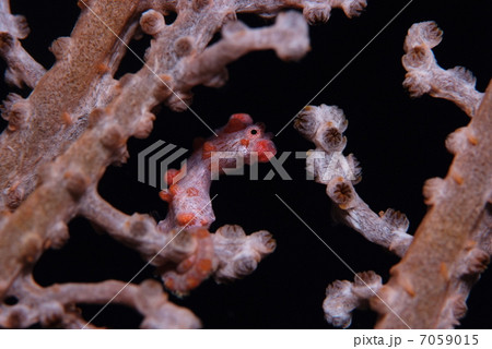 ピグミーシーホース 7059015