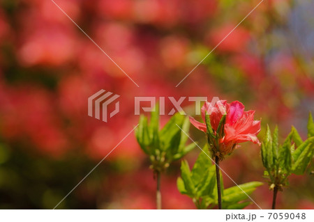 早咲きのツツジ 7059048