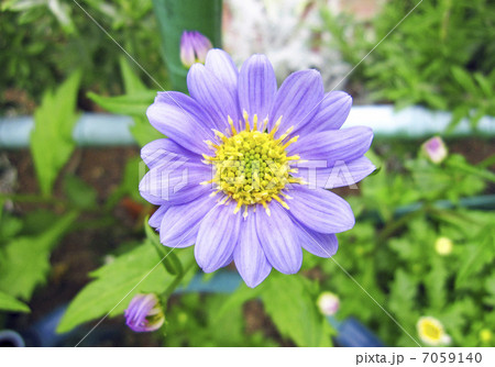 ミヤコワスレ 7059140