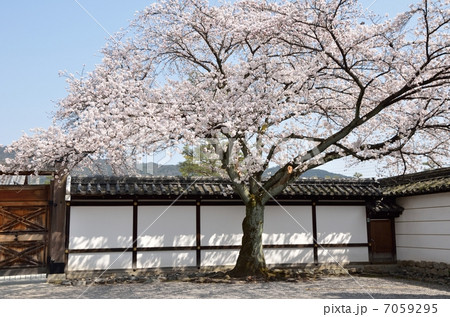 聖護院門跡の桜 聖護院門跡の桜 7059295