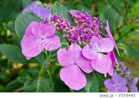 山アジサイ 7059493