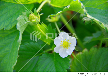 イチゴの花 イチゴの花 7059494