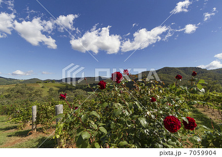 オーストラリア・ハンターバレーのワイナリー 7059904