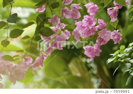 ブーゲンビリア ブーゲンビリア 7059991