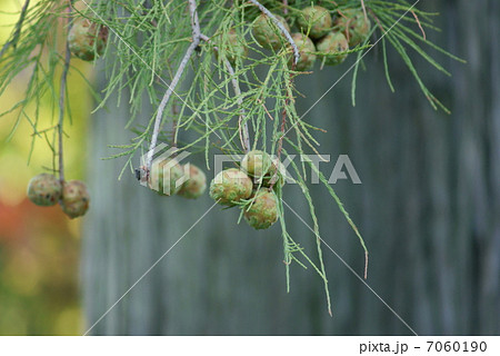 タチラクウショウ　ポンドサイプレス　立ち落羽松　Taxodium ascendens 7060190