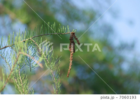 タチラクウショウ　ポンドサイプレス　立ち落羽松　Taxodium ascendens 7060193