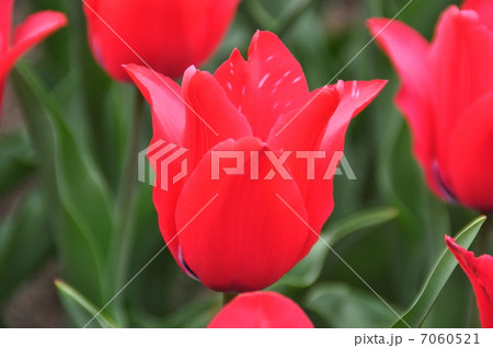 チューリップ 7060521