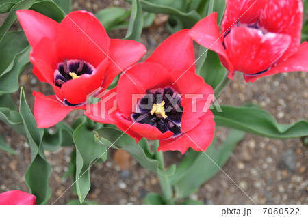 チューリップ 7060522