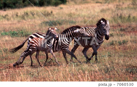 シマウマ 7060530