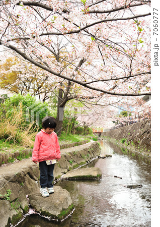 桜と小川 7060777