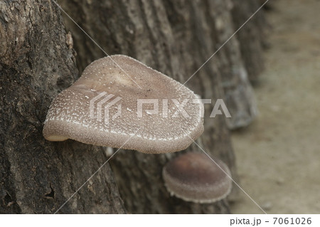 木成りのしいたけ 7061026